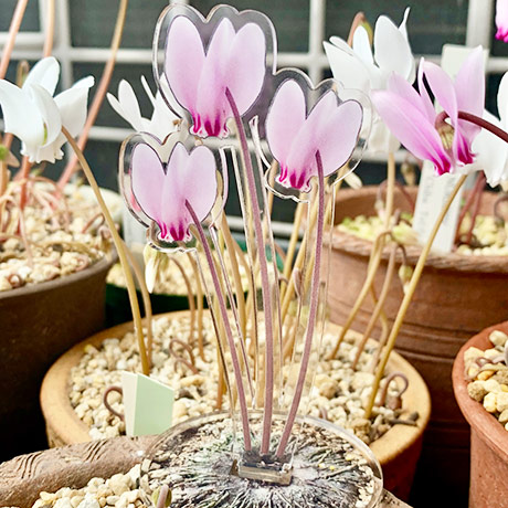 レビュー投稿画像