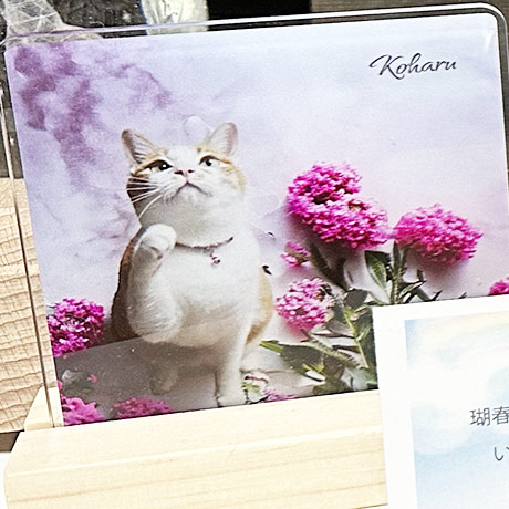 レビュー投稿画像