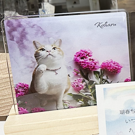 レビュー投稿画像